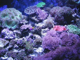 水族館 blog.jpg
